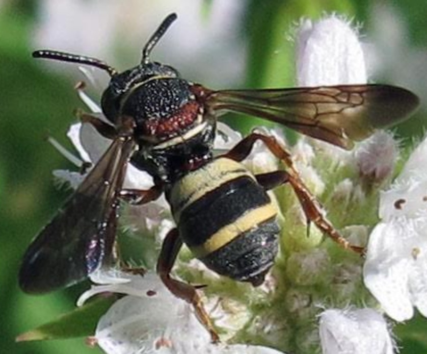 Two-Banded Cellophane Cuckoo Bee (Epeolus bifasciatus)